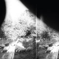 Asunder, Sweet and Other Distress LP by Godspeed You! Black Emperor album artwork