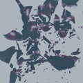 On the Legs Of Love Purified CD by Chasms album artwork