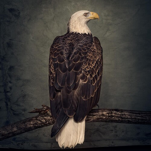 Book Of Bad Decisions 2LP by Clutch album artwork