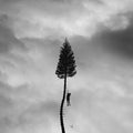 A Black Mile to the Surface LP by Manchester Orchestra album artwork