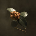 Young Sick Camellia CD by St. Paul & The Broken Bones album artwork