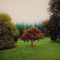 Foothills LP by The Bats album artwork