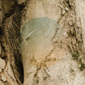Maples, Ashes and Oaks LP by Field Works album artwork