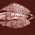 Homb 2LP by Cerberus Shoal album artwork