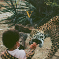 V CD by Unknown Mortal Orchestra album artwork