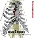 Functioning on Impatience LP by Coalesce album artwork