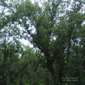 The Magic Place LP by Julianna Barwick album artwork