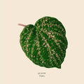 Tropics 12" by Quantic album artwork