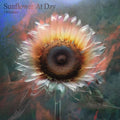Sunflower At Day 12" by J Wiltshire album artwork