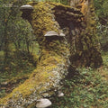 Kosmischer Pitch LP by Jan Jelinek album artwork
