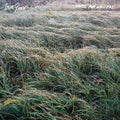 Music For Writers LP by Steve Gunn album artwork