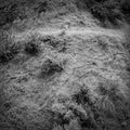 Animal Poem LP by Anna Tivel album artwork