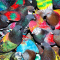 Sickelixir LP by Blawan album artwork