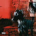 Mutt CD by Leon Thomas album artwork