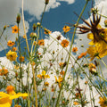 You Are Spring! LP by Tasha album artwork