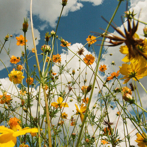 You Are Spring! LP by Tasha album artwork