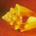 Sirenas LP by Allah-Las album artwork