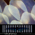 Do You Love the Color of the Sky? CD by Dummy album artwork