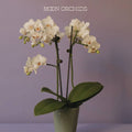 Self-Titled by Moon Orchids album artwork