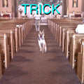 Trick LP by Alex G album artwork