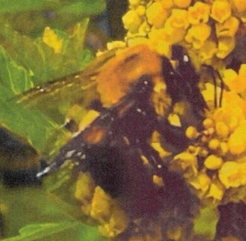 Natural Pleasure LP by Broncho album artwork