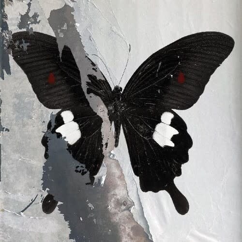 Paradise Now LP by Death Cult album artwork