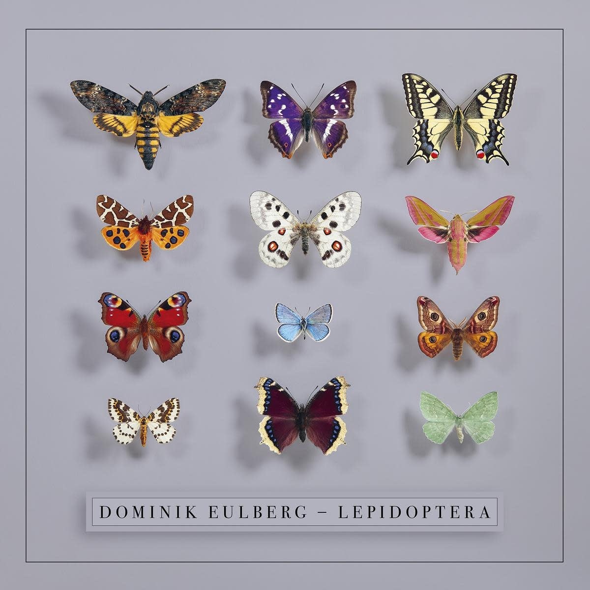 Lepidoptera LP by Dominik Eulberg album artwork