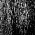 Nocturnal Rainforest by Eraldo Bernocchi album artwork