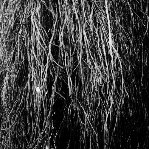 Nocturnal Rainforest by Eraldo Bernocchi album artwork