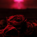 Roses LP by The Paper Kites album artwork