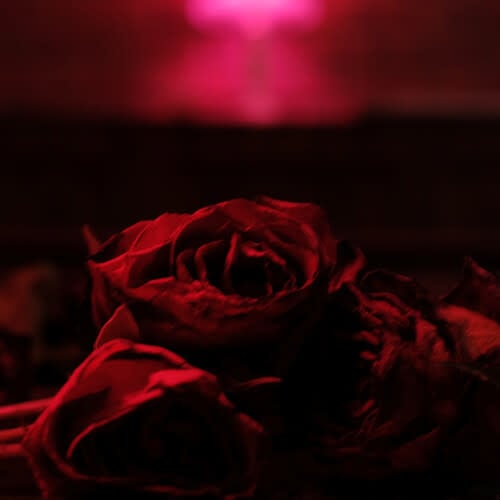 Roses LP by The Paper Kites album artwork