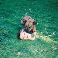 Cody LP by Joyce Manor album artwork