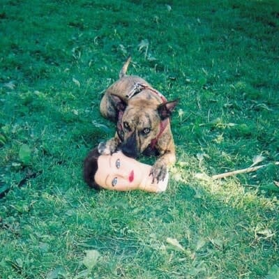 Cody LP by Joyce Manor album artwork