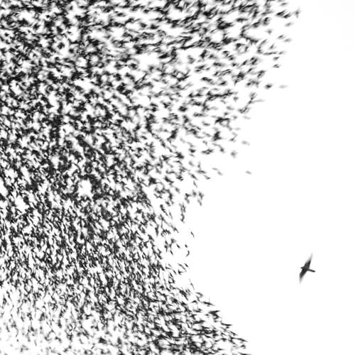 Sky Blue Sky 2LP by Wilco album artwork